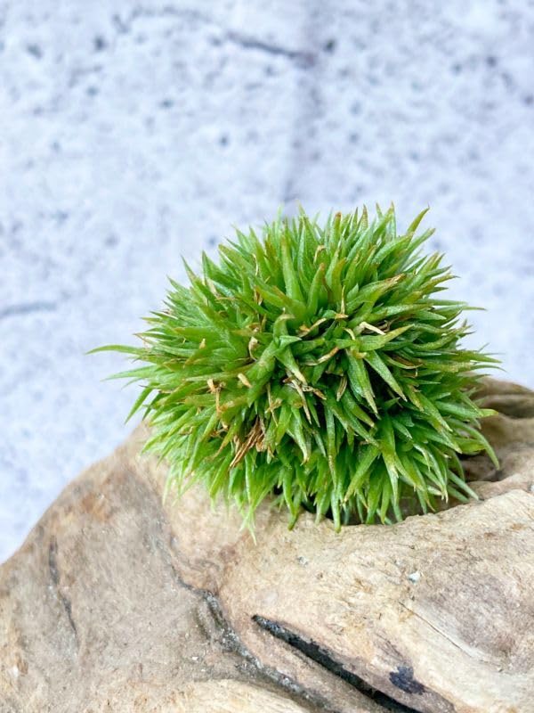 ◇ チランジア アエラントス テディベア 特大サイズ 84 アエラントス